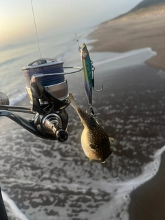 クサフグの釣果