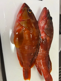 アカハタの釣果