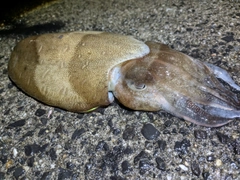 コウイカの釣果