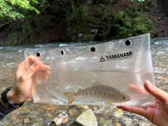 ヤマメの釣果