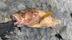 アコウの釣果