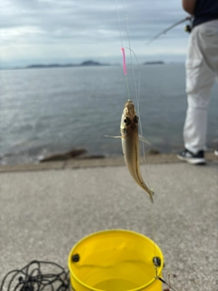 コトヒキの釣果