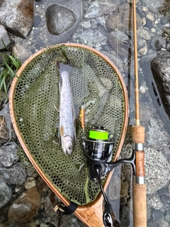 ニッコウイワナの釣果