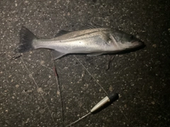 スズキの釣果