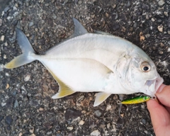 メッキの釣果