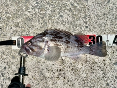 クロソイの釣果