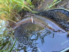アメマスの釣果