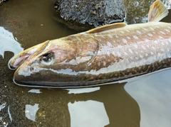 アメマスの釣果