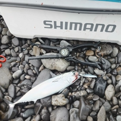 ソウダガツオの釣果