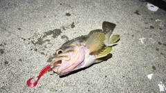 シマゾイの釣果