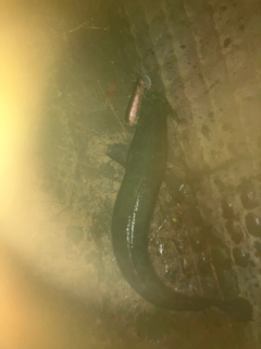 ライギョの釣果