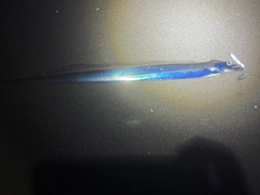 タチウオの釣果
