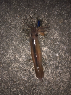 スルメイカの釣果