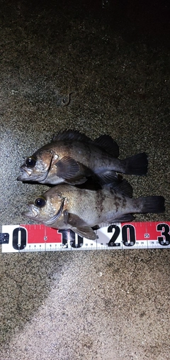 メバルの釣果