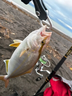 ネリゴの釣果