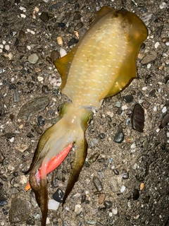 アオリイカの釣果