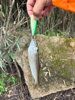 ハスの釣果