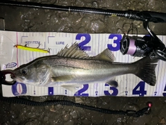シーバスの釣果
