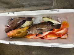 マハタの釣果