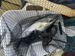 ハマチの釣果