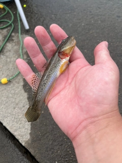 マハゼの釣果