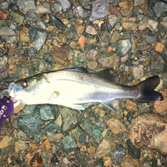スズキの釣果