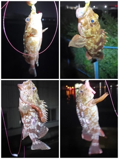 ガシラの釣果