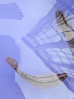 キュウセンの釣果