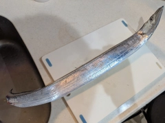 タチウオの釣果