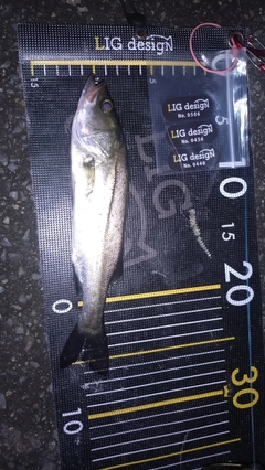 セイゴ（マルスズキ）の釣果