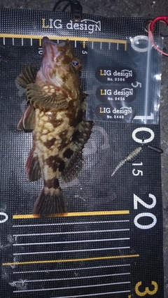 セイゴ（マルスズキ）の釣果