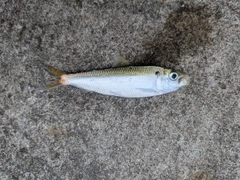 サッパの釣果