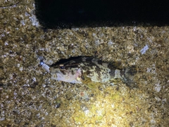 タケノコメバルの釣果