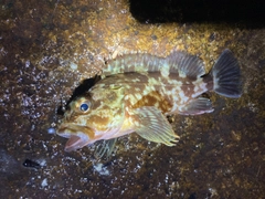 カサゴの釣果