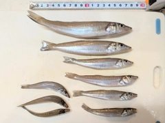 シロギスの釣果