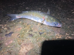 ボラの釣果