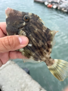 カワハギの釣果