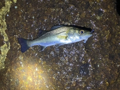 セイゴ（マルスズキ）の釣果