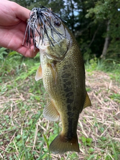 ラージマウスバスの釣果