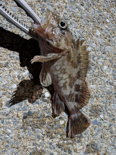 アラカブの釣果