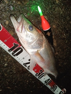 フッコ（マルスズキ）の釣果