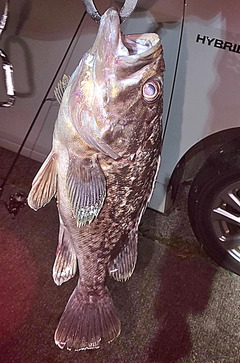 クロソイの釣果