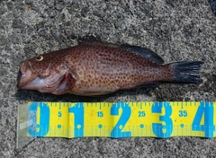 オオモンハタの釣果