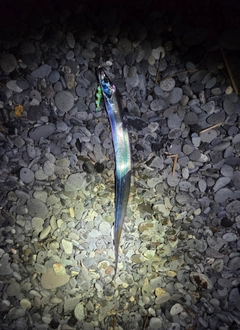 タチウオの釣果