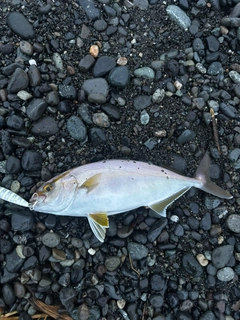 ショゴの釣果