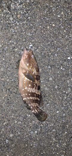 キジハタの釣果