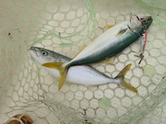 コゾクラの釣果
