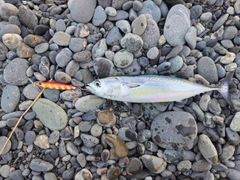 ヒラソウダの釣果