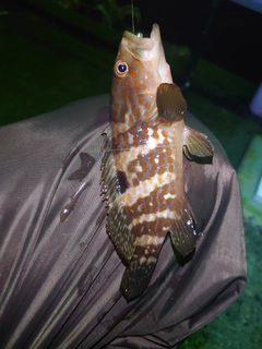 アコウの釣果