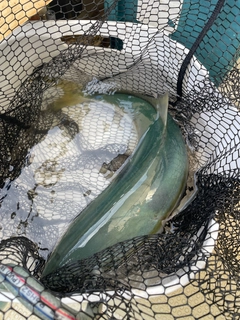 ハマチの釣果